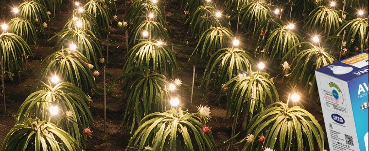 Deretan pohon buah naga pada malam hari, tiap pohon diterangi satu bohlam